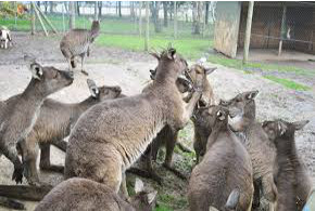 Ballarat Wildlife Park