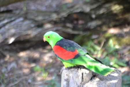 Ballarat-bird-world